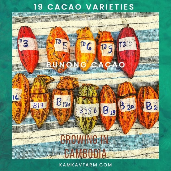Labelled cacao pods of different sub-varieties from Kamkav Farm