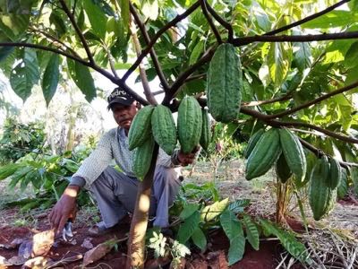 Selective Harvest at Kamkav Farm