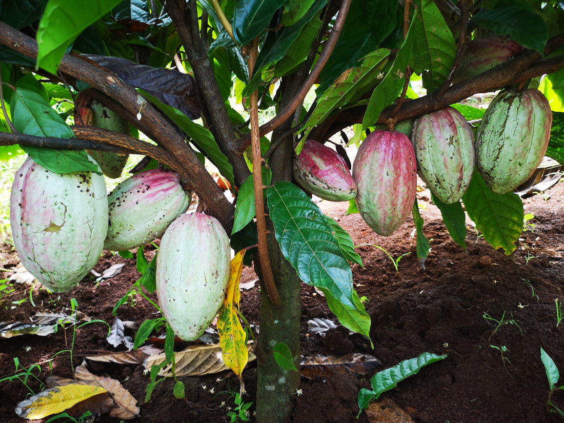 Kamkav Farm cacao pods