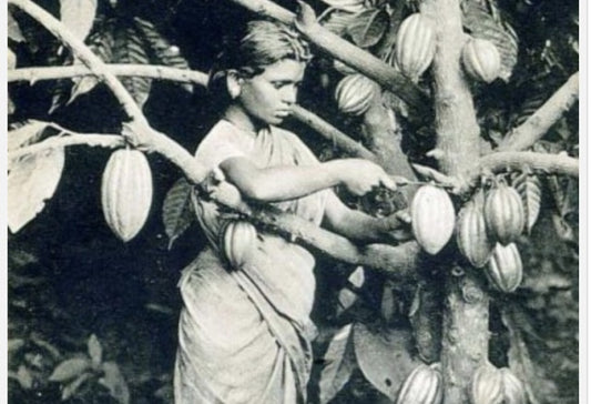 Girl in Ceylon harvesting cacao, 1910